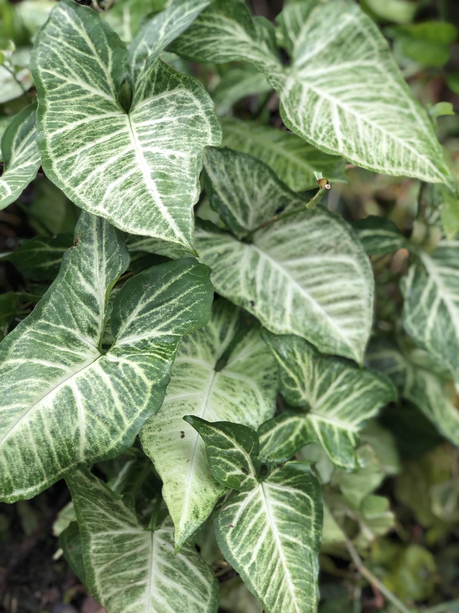 Syngonium podophyllum 'Pixie'